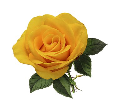 Beyaz arkaplanda izole güller