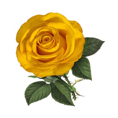 Beyaz arkaplanda izole güller