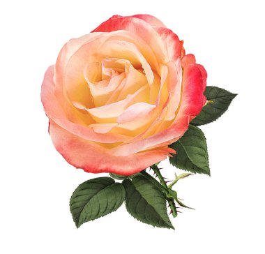 Beyaz arkaplanda izole güller