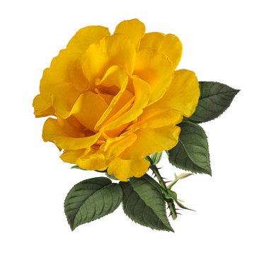 Beyaz arkaplanda izole güller