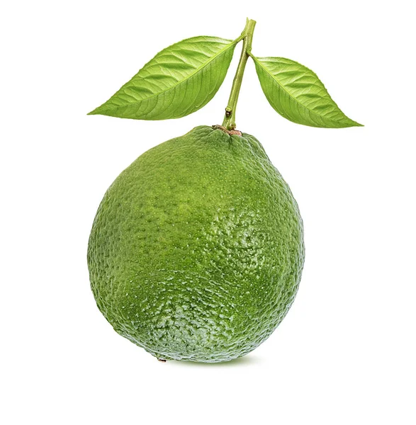 Čerstvě Zelené Vápno Izolované Bílém Pozadí Citrusy Tropické Ovoce — Stock fotografie