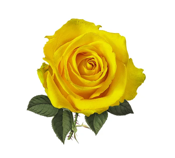 Rose Isolate Sfondo Bianco — Foto Stock