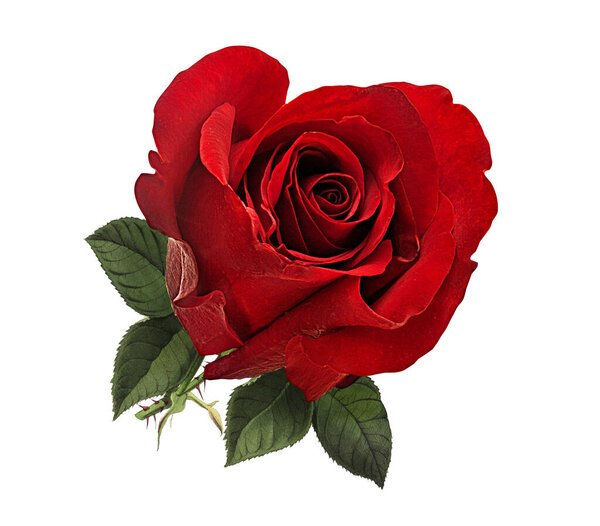 Roses isolated on white background