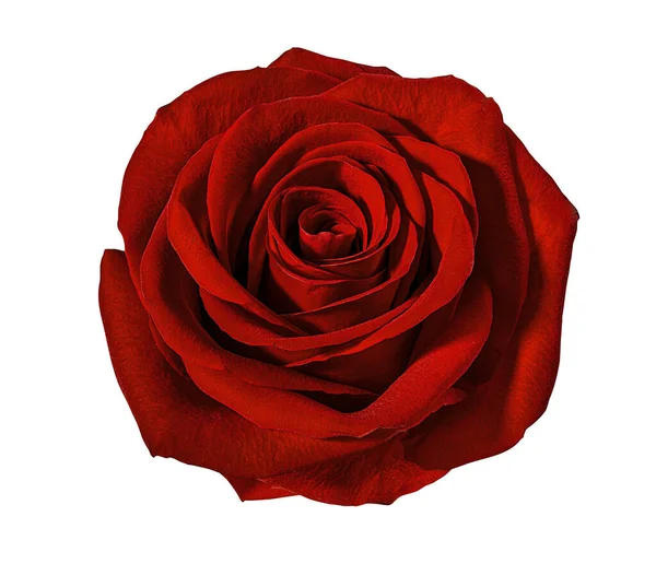 Rosen Isoliert Auf Weißem Hintergrund — Stockfoto