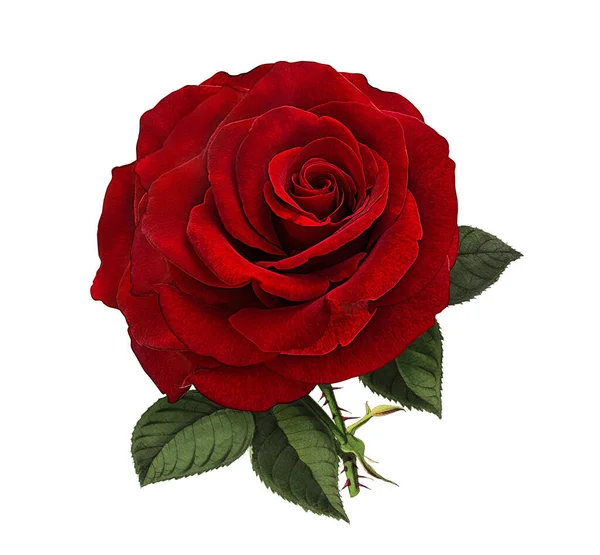 Rosen Isoliert Auf Weißem Hintergrund — Stockfoto