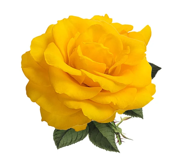 Růže Izolované Bílém Pozadí Stock Fotografie