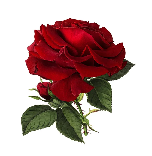 Rosen Isoliert Auf Weißem Hintergrund Stockbild