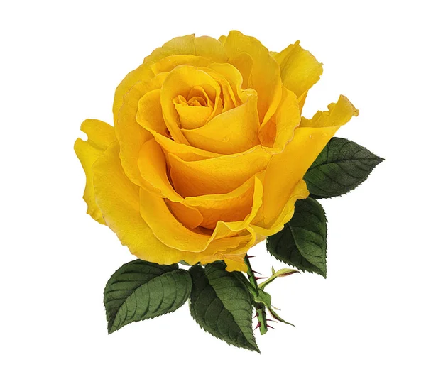 Růže Izolované Bílém Pozadí Royalty Free Stock Obrázky