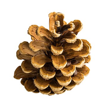 Kahverengi kozalak beyaz arkaplanda izole