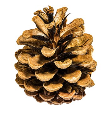 Kahverengi kozalak beyaz arkaplanda izole