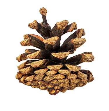 Kahverengi kozalak beyaz arkaplanda izole