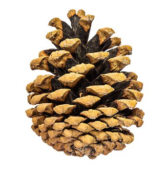 Kahverengi kozalak beyaz arkaplanda izole