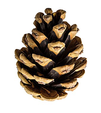 Kahverengi kozalak beyaz arkaplanda izole