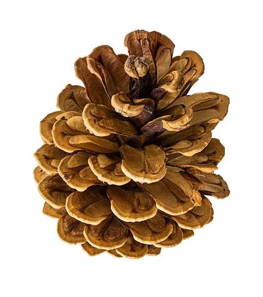 배경에 분리되어 소나무 원추형 — 스톡 사진