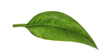 Beyaz arkaplanda yeşil yaprak izole edildi