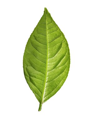 Beyaz arkaplanda yeşil yaprak izole edildi