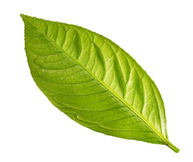 Beyaz arkaplanda yeşil yaprak izole edildi