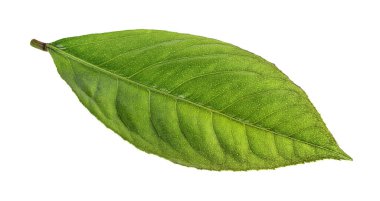 Beyaz arkaplanda yeşil yaprak izole edildi