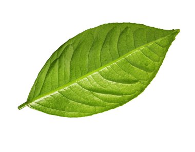 Beyaz arkaplanda yeşil yaprak izole edildi