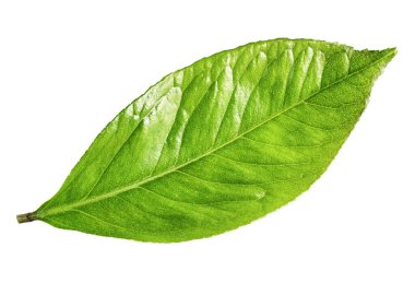 Beyaz arkaplanda yeşil yaprak izole edildi
