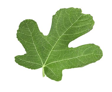 Beyaz arkaplanda yeşil yaprak izole edildi