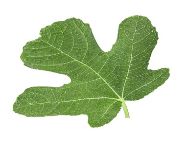 Beyaz arkaplanda yeşil yaprak izole edildi