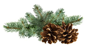 koni ve beyaz zemin üzerine çam ağacının dalını