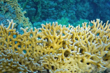 Kızıldenizde sualtı dünyası mercan resifi