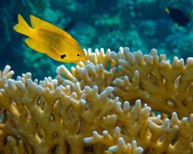  Küçük mercan sarı balık ve mercan.                                