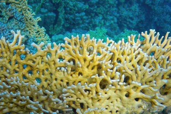 Kızıldenizde sualtı dünyası mercan resifi