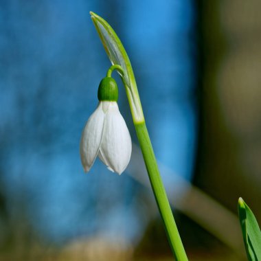Beyaz kar damlaları, ahşap arka planda yakın plan. Baharın ilk güzel çiçekleri.