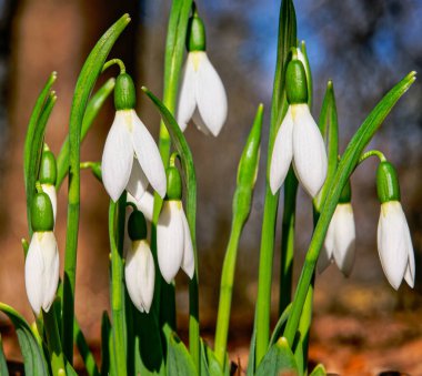 Beyaz kar damlaları, ahşap arka planda yakın plan. Baharın ilk güzel çiçekleri.