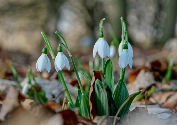 Beyaz kar damlaları, ahşap arka planda yakın plan. Baharın ilk güzel çiçekleri.