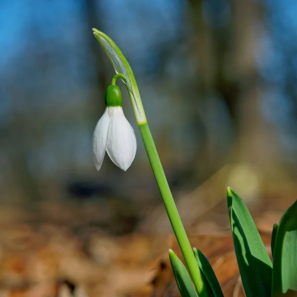 Beyaz kar damlaları, ahşap arka planda yakın plan. Baharın ilk güzel çiçekleri.