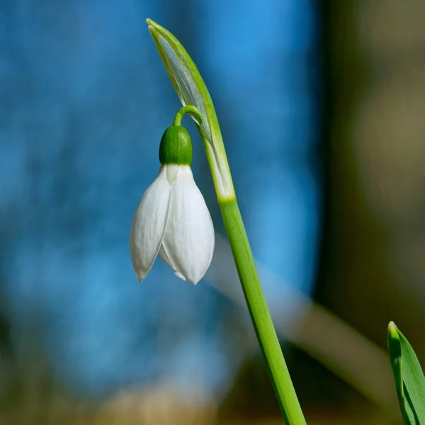 Beyaz kar damlaları, ahşap arka planda yakın plan. Baharın ilk güzel çiçekleri.