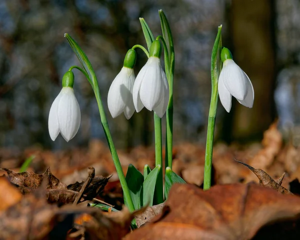        Beyaz kar damlaları, ahşap arka planda yakın plan. Baharın ilk güzel çiçekleri.                        