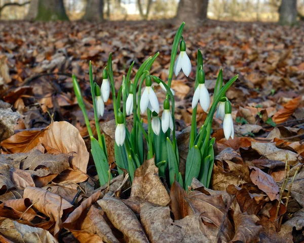 Beyaz kar damlaları, ahşap arka planda yakın plan. Baharın ilk güzel çiçekleri.