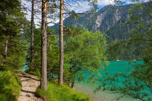 Гірське Озеро Сосни — стокове фото