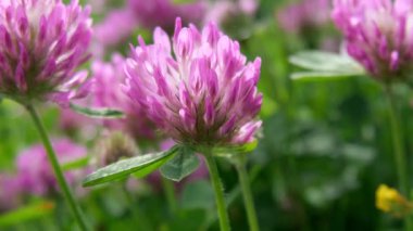 Koyu pembe çiçek. Kırmızı yonca ya da trifolium pratense, yakın çekim.