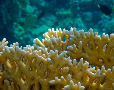 Kızıldenizde sualtı dünyası mercan resifi