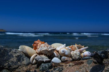 Sahildeki deniz kabukları mercan resiflerinden.