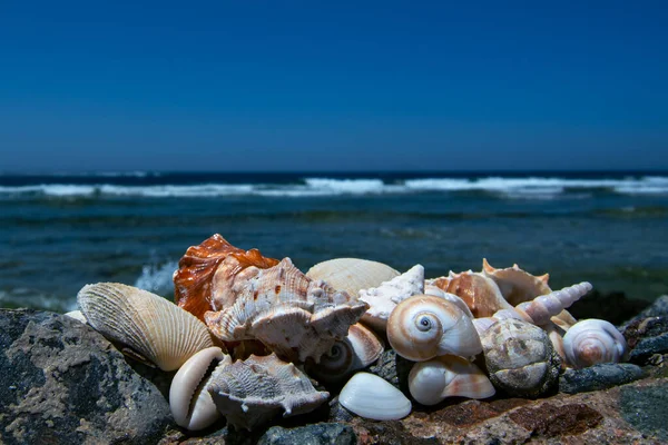 Conchas Praia Recife Coral — Fotografia de Stock