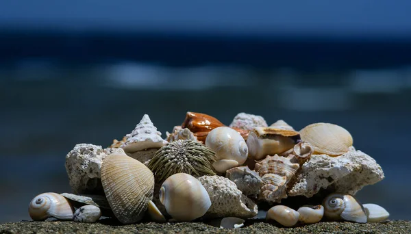 Sahildeki deniz kabukları mercan resiflerinden.
