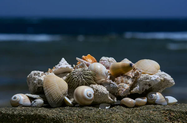 Conchas Praia Recife Coral — Fotografia de Stock