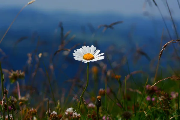 white daisy  closeup in the meadow