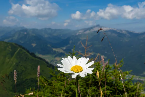 white daisy  closeup in the meadow