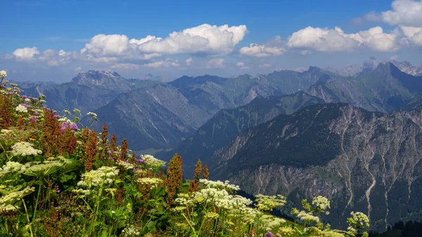 Dağlardaki alp çayırı