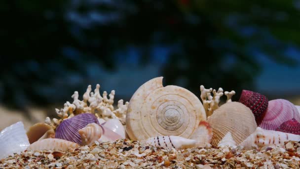浜辺の貝殻 — ストック動画
