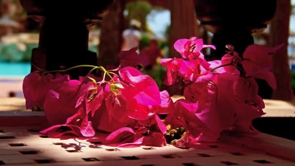 Relax Video Bright Bougainville Flowers Pounding Wind — Vídeo de Stock