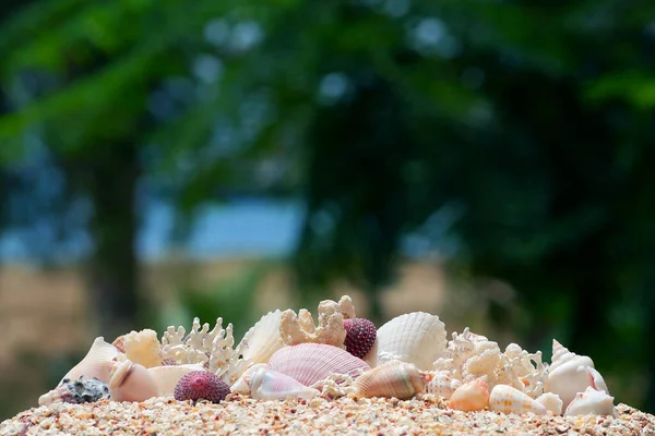 Sahildeki deniz kabukları mercan resiflerinden.